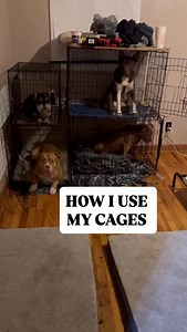 8.7K views · 24 reactions | My cages are equivalent to a jail cell....