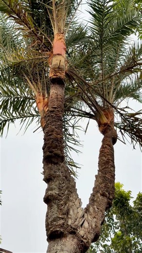 একটি গাছে ছয়টি মাথা #agriculture #কৃষি #খেজুর