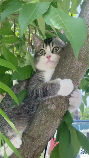 Cat's Transformation: From Live Stream Star to Mystical Spirit with Chen Ke Er