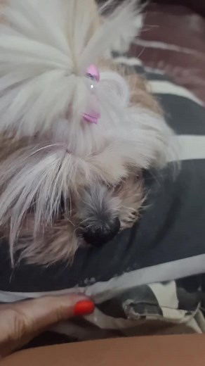 Charming Small Dog with Pink Bow Lounging Indoors
