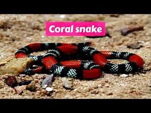 Coral snake (Elapidae)