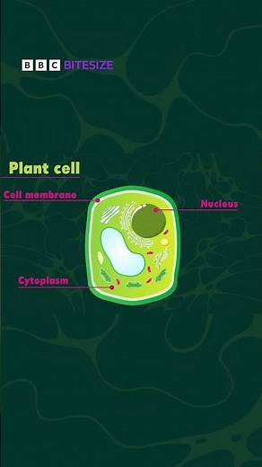 The different components in a plant cell #GCSEBiology #GCSEPlants #Vacuole #cellwall
