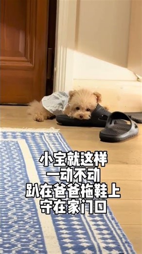 原来小狗总是在你看不见的角落里悄悄爱你……\n#万物可爱计划 #宅家治愈记 #泰迪 #养宠人的治愈谁懂啊 #被小狗治愈的一万个瞬间