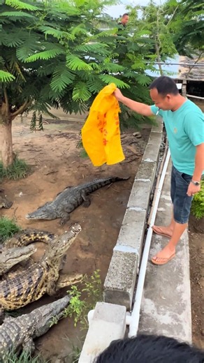 Man Teases Dozens of Crocodiles