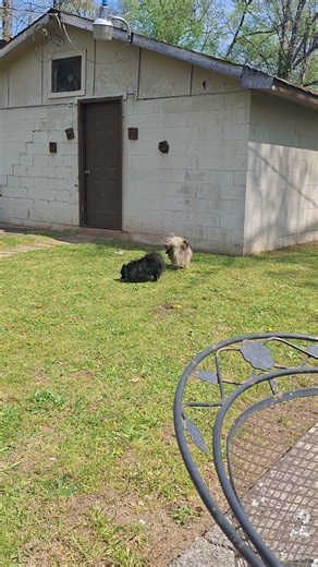 my dogs fighting a bumble bee