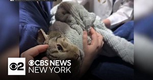 Bodega cat in Manhattan is now living a charmed life