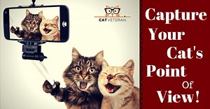 What's the Best Cat Cam? (CAT HARNESS CAMERAS & DIY PET CAMS)