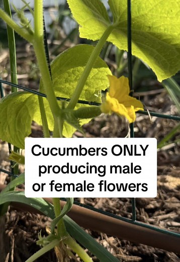 Cucumber Plant Pollination Challenges Explained