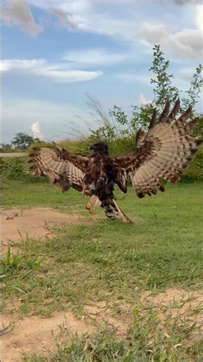 Eagle hunt birds of prey #wildlife #eagleflying #birds #eagleinflight #nature