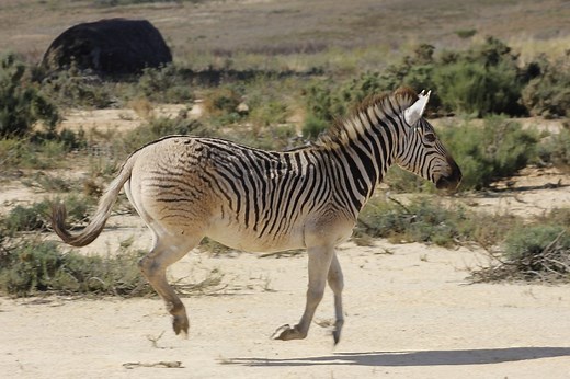 The Quagga Project - Bringing an Animal Back From Extinction!