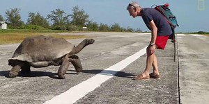 Why you shouldn't interrupt two giant tortoises mating