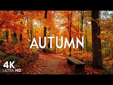 4K Video UHD 🍂Enchanting Autumn Forests with Beautiful Piano Music🍂4K Autumn Ambience & Fall Foliage