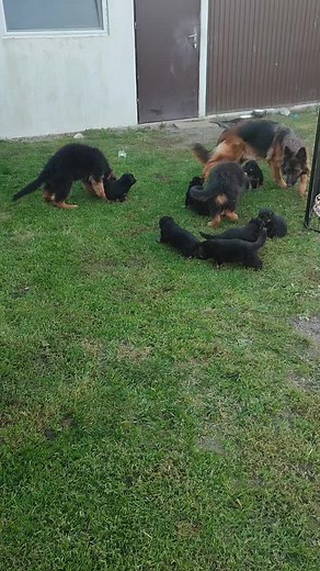 German Shepherd Dogs Playing in a Grassy Backyard