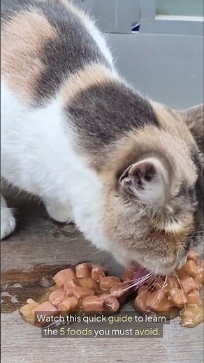 Never Feed Your Cat These 5 Common Foods