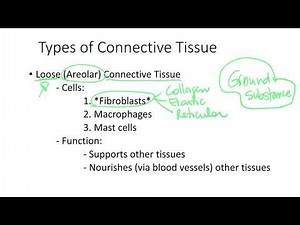 Dr. Benaduce: Loose Connective Tissue (Tissues Lecture)
