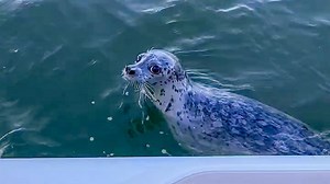 Robbe flieht vor Raubtieren