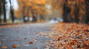 Farewell, fall: Climate change snuffing out much of western Washington’s autumn foliage