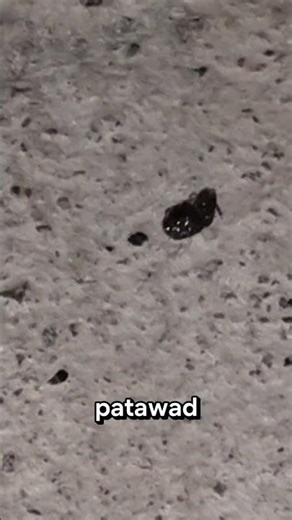 insects lesson learned: wag pabayaan ang anak 😭 ayan na nga nangyari… sorry po lord😅
