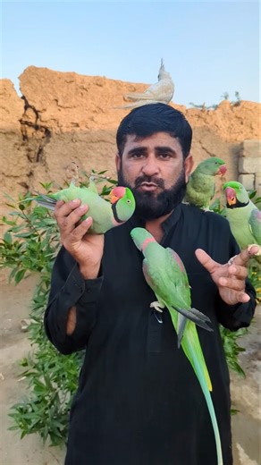 #parrot #talkingparot