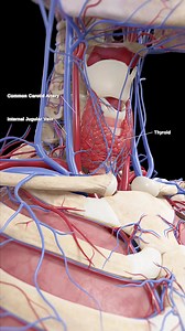 156K views · 2.3K reactions | 曆 The Thyroid Gland: Small in Size, Big...