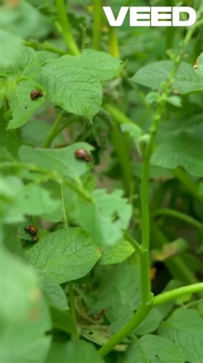 Exploring Potato Bugs: Fascinating Facts and Food Uses