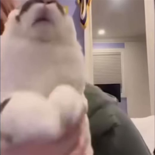 Kablow #ok #bnuuy #what #bunny #bnuy | bunny