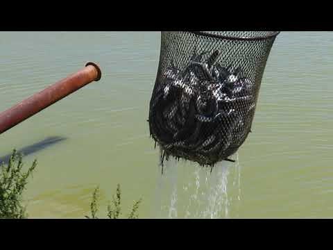 Catfish Farming in Mississippi