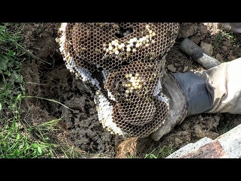 Yellow Jacket MASSIVE Ground Nest STING Wasp Nest Removal ASMR