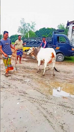 🐂 Top Cow Jumping Video Singapore 2025 | Best Animal Jumping Ever