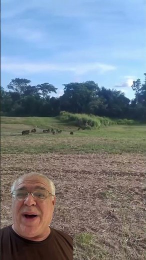 Peccary or Collared Pig? Both native. Peccary is bigger and more aggressive! #nature #pig