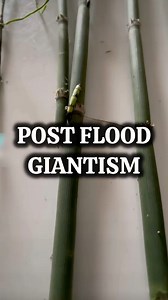 163K views · 1K reactions | The fossil record demonstrates that some plants, animals and possibly humans were giants before and even after the flood, if the conditions are right. #Horsetail #Antediluvian | Lost World Museum | Facebook