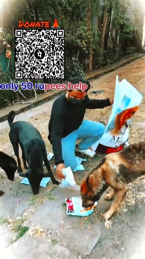 Will You Help 🙏😭🥹 ThemA#Maddadgarfoundation #doglover#bhopal #DogRescue #StreetDogs