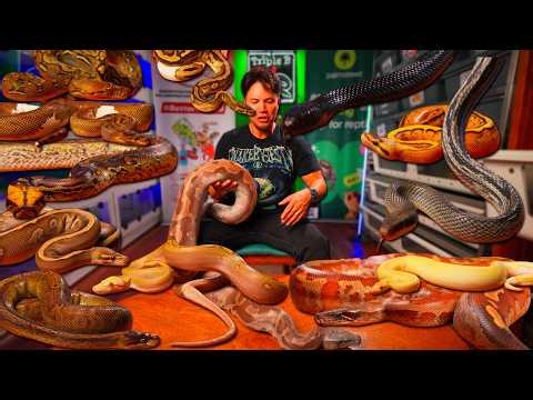 Every Snake that I have Left