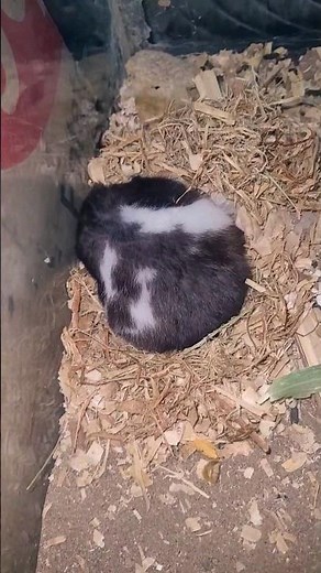 How does a hamster build its house? #hamster