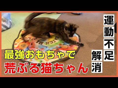 猫さまに大人気の電動おもちゃで遊んでみた【ペピイチャンネル】