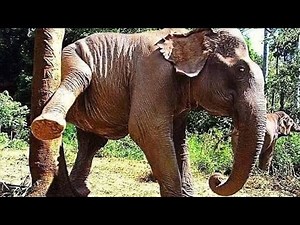 WHY AN ELEPHANT PEES?