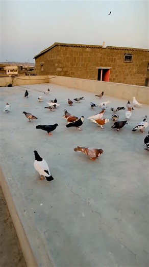 😘😘😘😘#ibbi #Ansarii #ibبlll #🤣