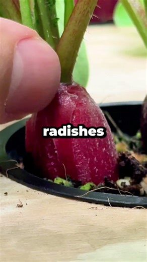 Why Can Too Much Nutrient Solution Ruin Your Plants? #shorts