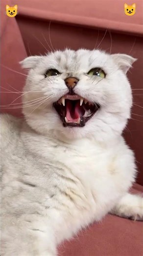 billi ki shrart 😺😺🥰😺 #video #new #cat #billiyon #love #bili