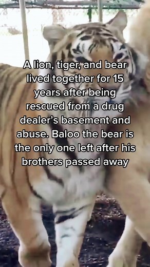 Remember this trio? Sadly, Leo passed away in 2016, ending the 15 year friendship between the group. Shere Khan followed in 2018. Both Leo and Shere Khan were buried in the enclosure and given statues at their tombstones. Baloo is the only one left and celebrated his 21st birthday this past June. The trio was nicknamed BLT, referencing the iconic sandwich, but also the name of their species. Their inseparable friendship attracted a lot of attention. BLT was rescued as cubs from a drug dealer’s b