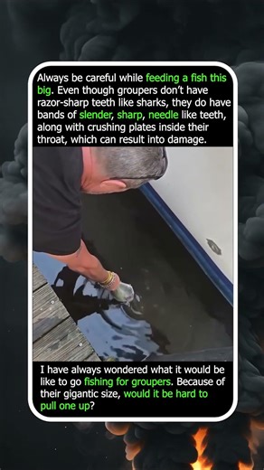 Why Feeding A Giant Grouper Is Riskier Than You Think