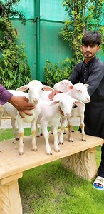 15K views · 708 reactions | ✨ Australian White Lambs in Action! ...