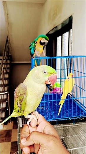 mitu #parrot #pets #animals #yt #ytshorts #shorts #petsempire #youtubeshorts