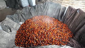#We Also Visited Local Palm Oil Production Mill. Showing Them the local way of palm oil making. We show you the local side of tourism that benefits our locals. #TourLikeALocal #ThePlaceTheyNeverShowYou #AmYourLocalGuide | Cultured Ghana | Facebook