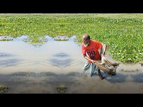 Traditional Village Fishing Techniques – Awesome Cast Net Fish Hunting
