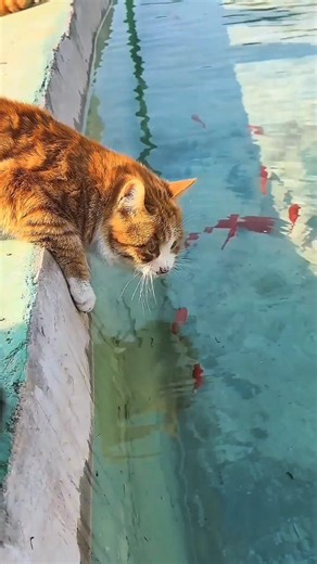 Girl builds a cute little pond house for her cats 😍 #shorts