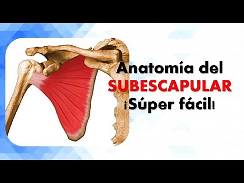 Anatomía del MÚSCULO SUBESCAPULAR. ¡Explicación súper fácil!