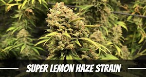 Super Lemon Haze Marijuana Strain Information and Review