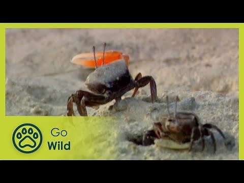 Call of the Running Tide - Estuaries - Animal Antics - Go Wild