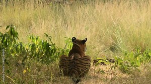 Full shot of Wild female royal bengal tiger in stalking position from back in natural green background at ranthambore national park or tiger reserve rajasthan india - panthera tigris tigris